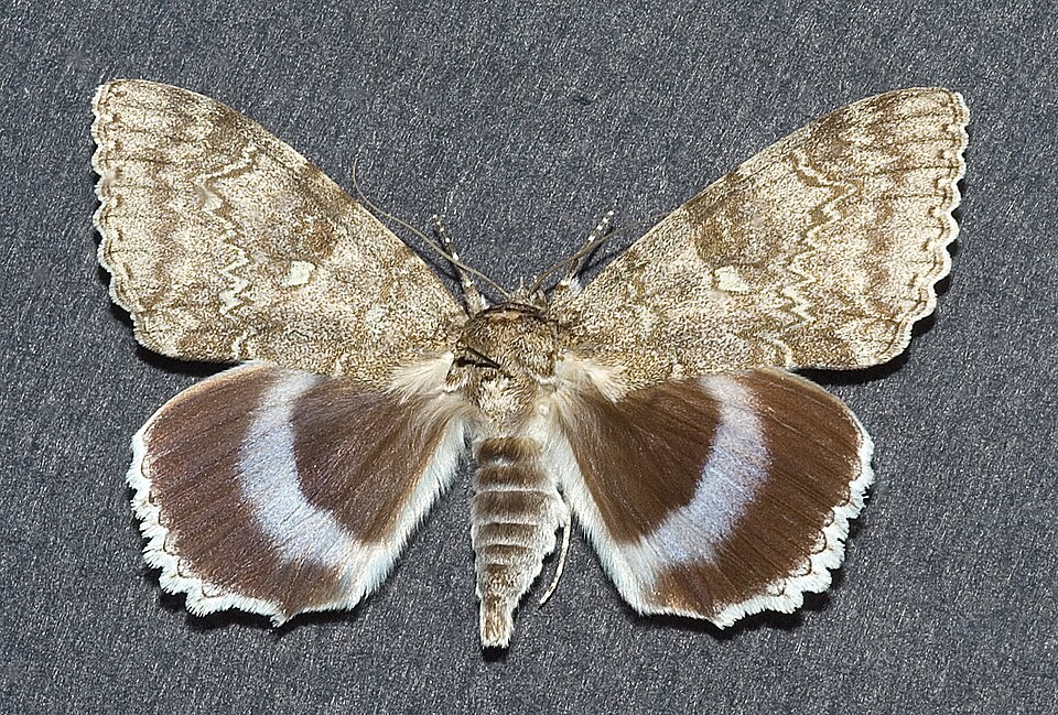 Photo of Clifden nonpareil