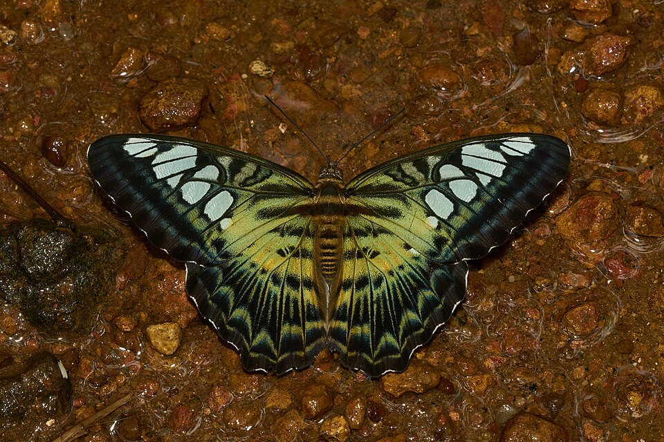 Photo of Clipper butterfly