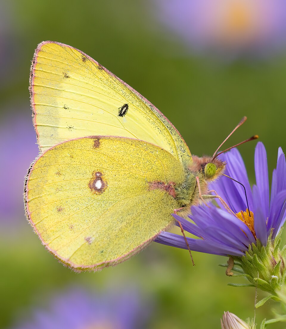 Photo of Clouded sulphur