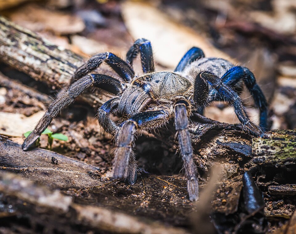 Photo of Cobalt blue tarantula