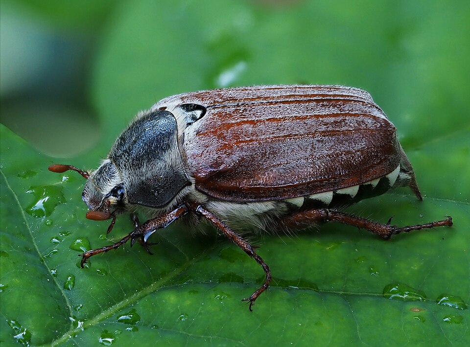 Photo of Cockchafer