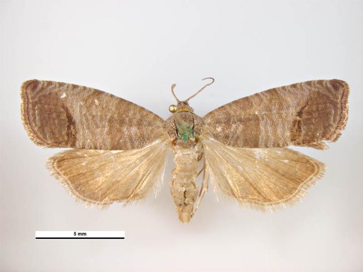 Photo of Codling moth