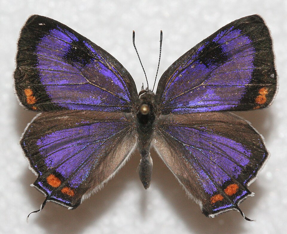 Photo of Colorado hairstreak