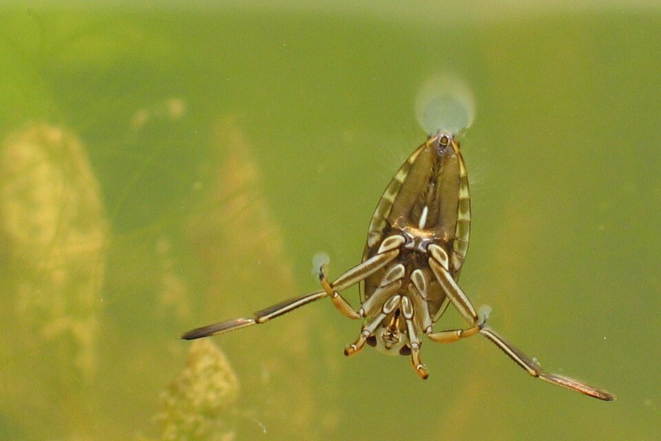Photo of Common backswimmer