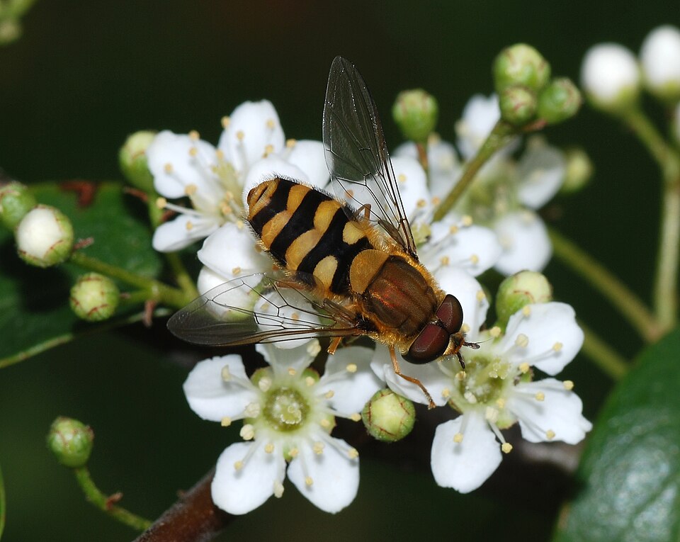 Photo of Common banded hoverfly