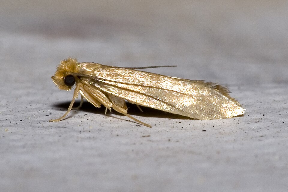 Photo of Common clothes moth