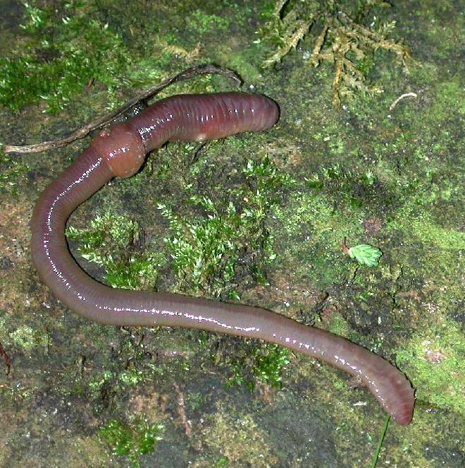 Photo of Common earthworm