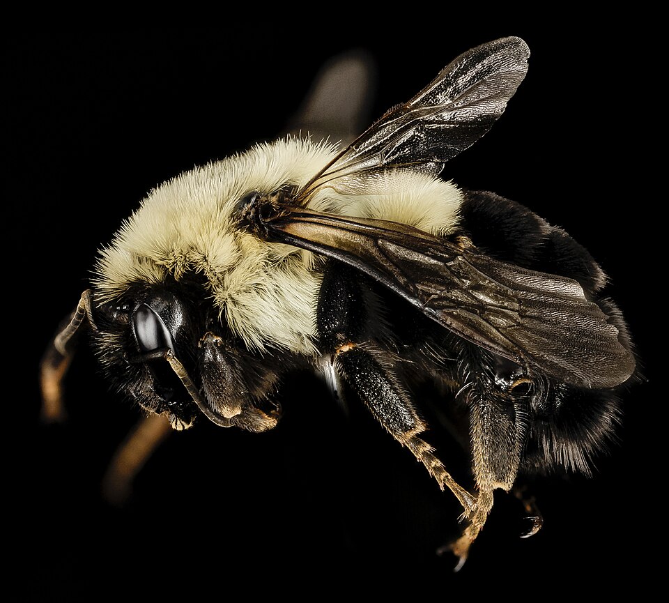 Photo of Common eastern bumblebee