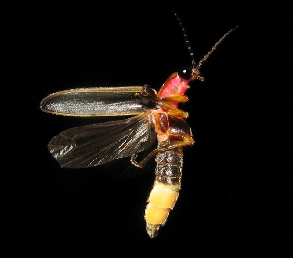 Photo of Common eastern firefly