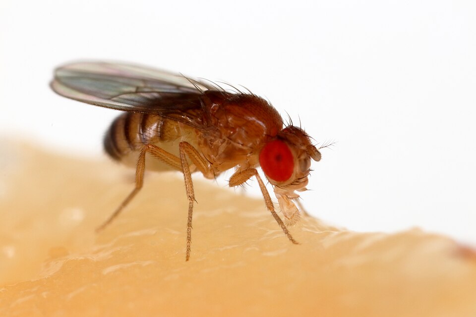 Photo of Common fruit fly