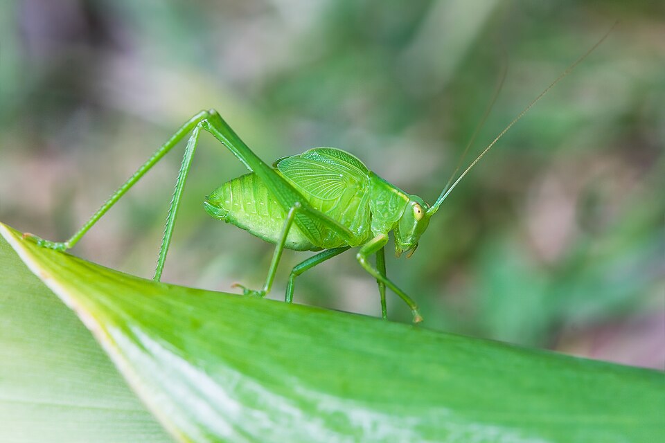 Photo of Common garden katydid