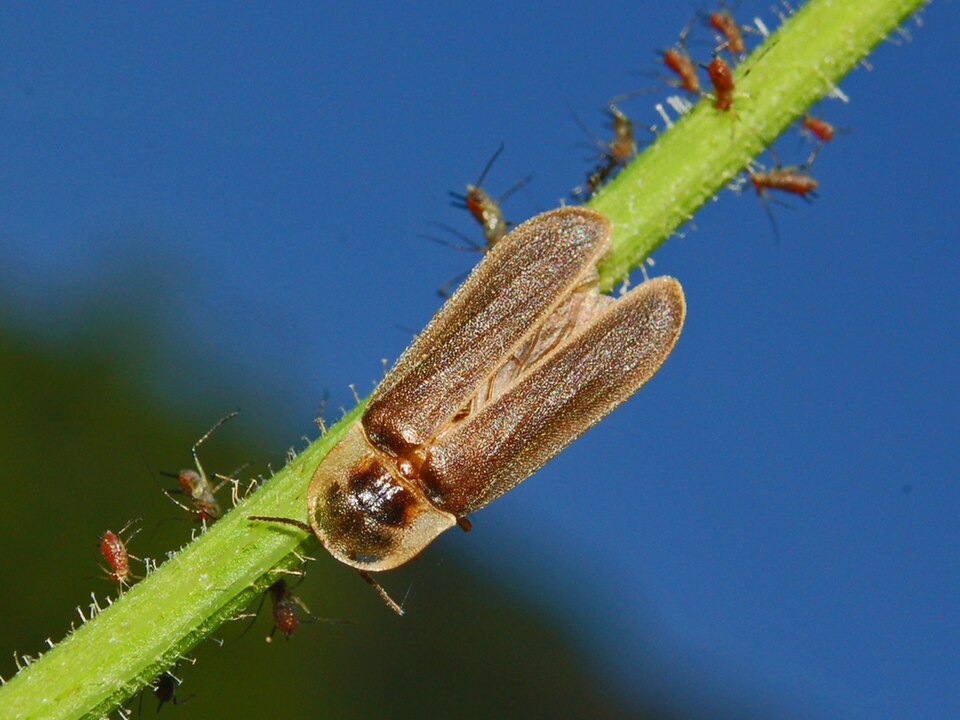 Photo of Common glow-worm