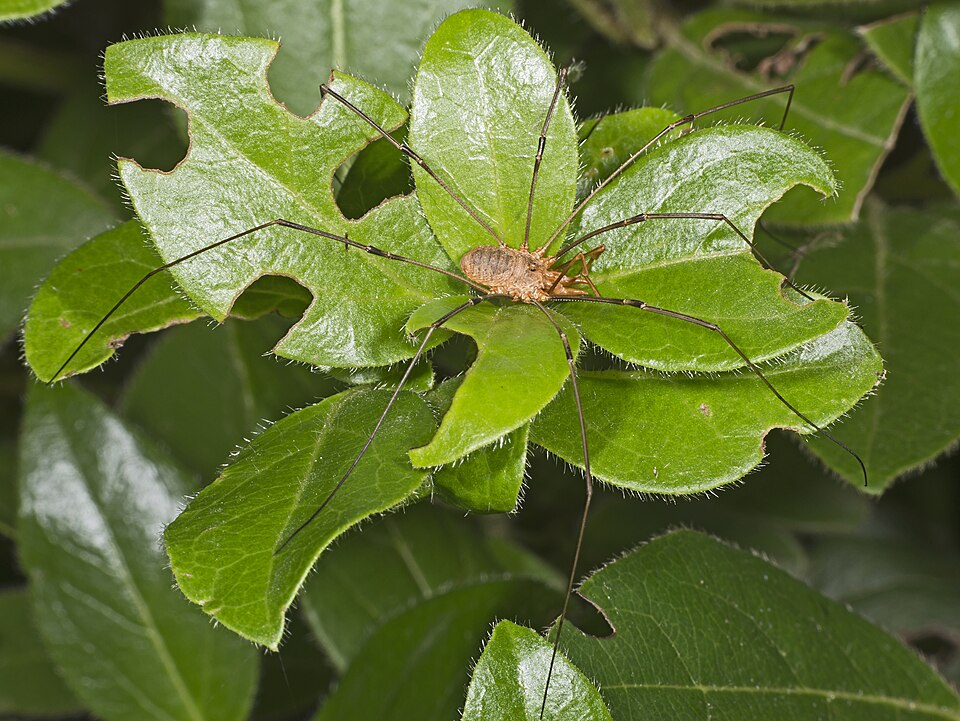 Photo of Common harvestman