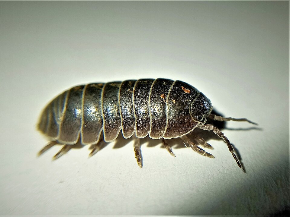 Photo of Common pill bug