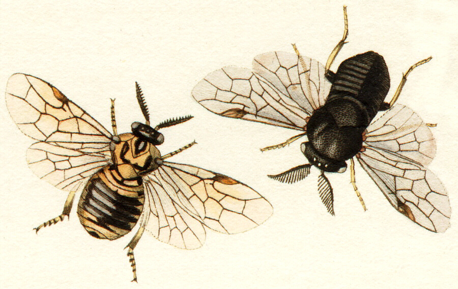 Photo of Common pine sawfly