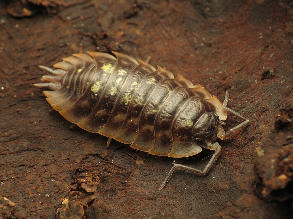Photo of Common shiny woodlouse