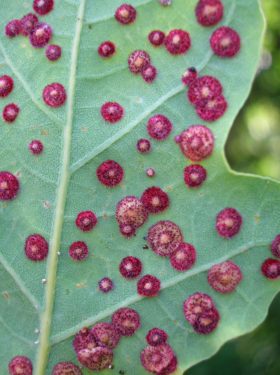 Photo of Common spangle gall wasp