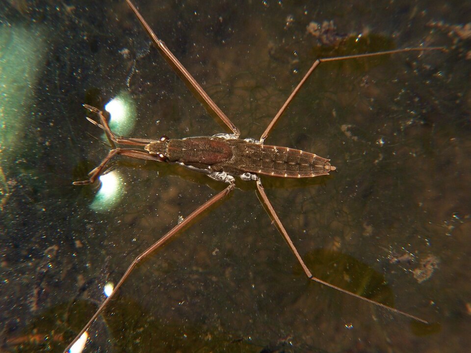 Photo of Common water strider