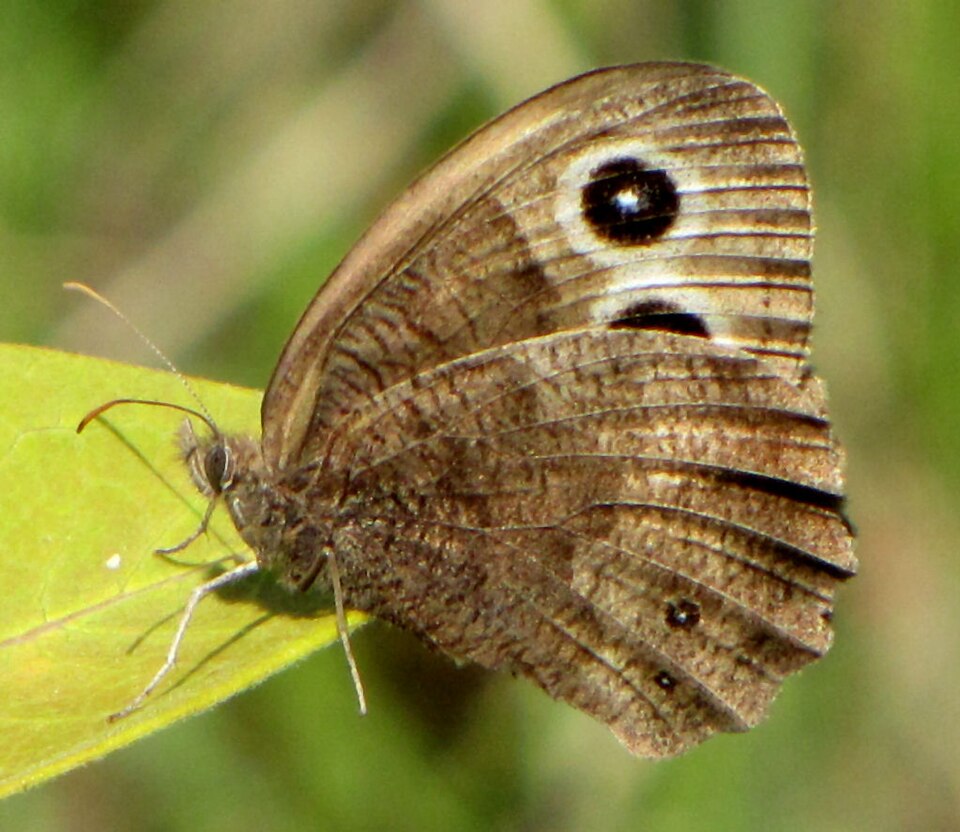 Photo of Common wood-nymph