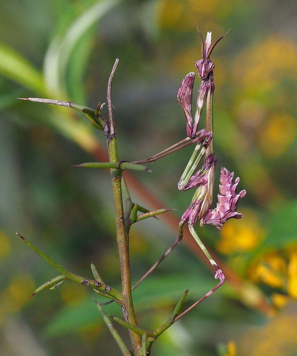 Photo of Conehead mantis