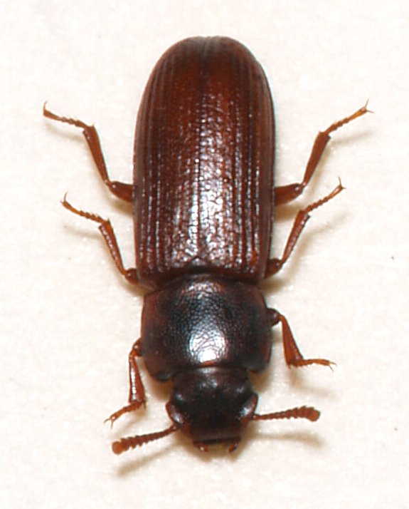 Photo of Confused flour beetle