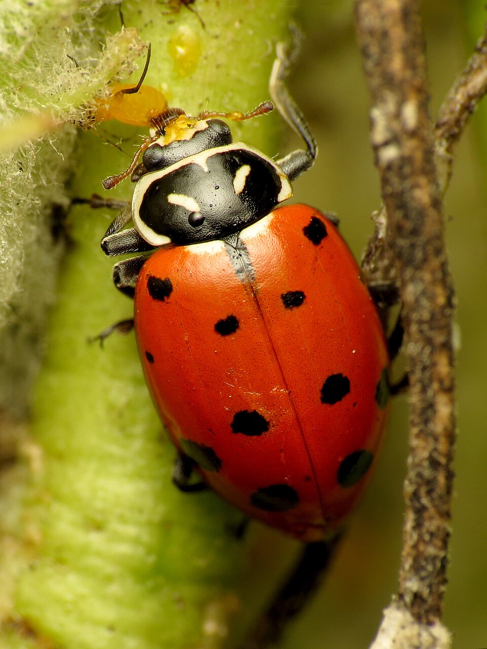 Photo of Convergent ladybird
