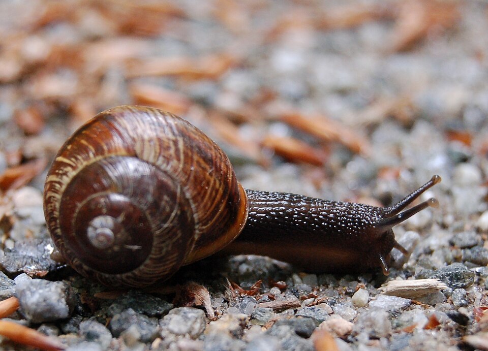 Photo of Copse snail