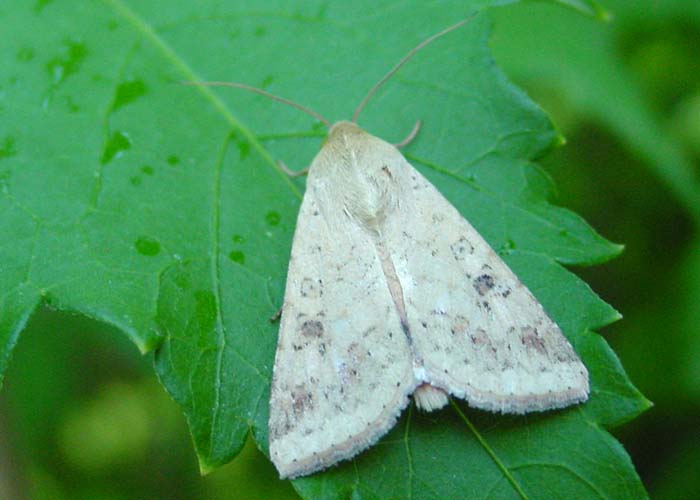 Photo of Cotton bollworm