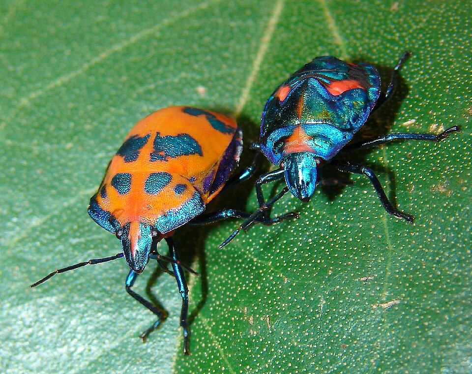 Photo of Cotton harlequin bug