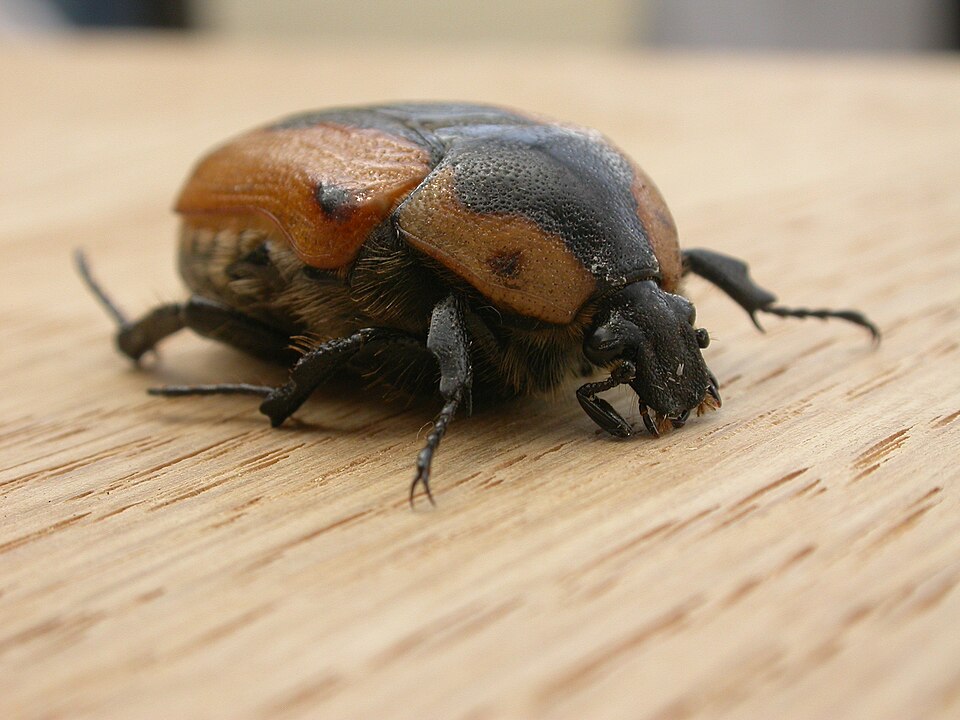 Photo of Cowboy beetle