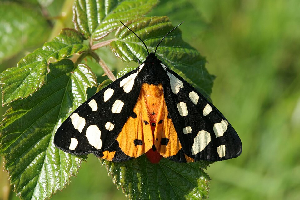 Photo of Cream-spot tiger