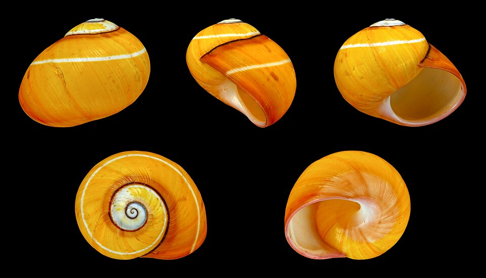 Photo of Cuban painted snail