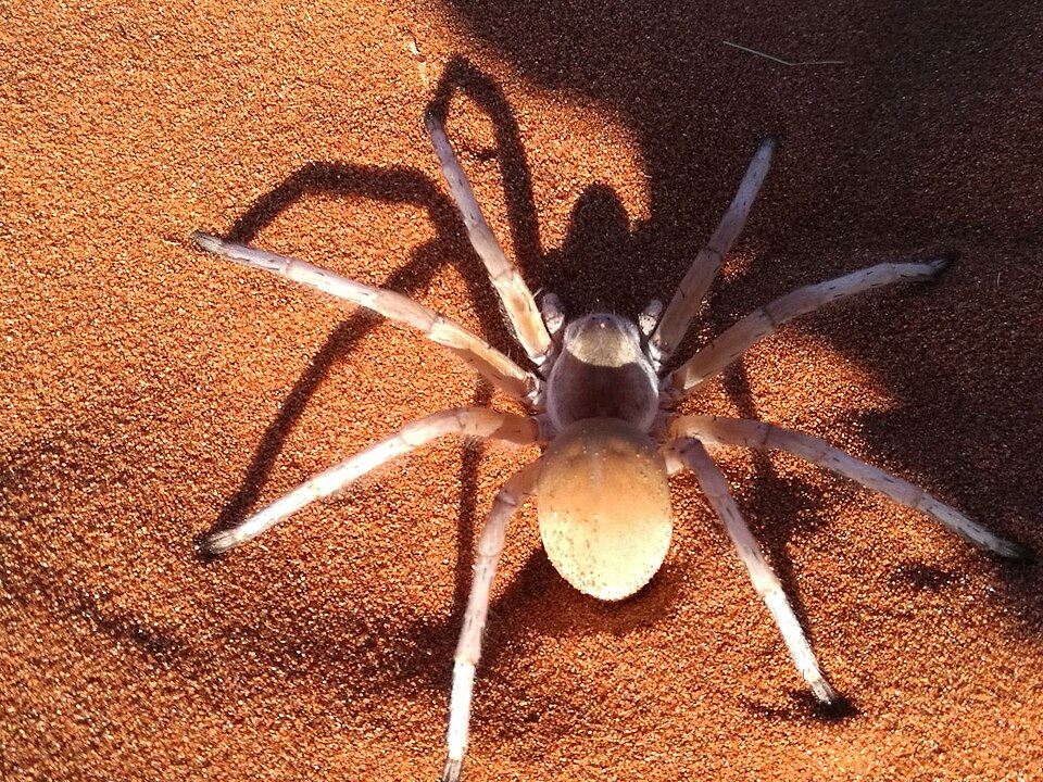 Photo of Dancing white lady spider