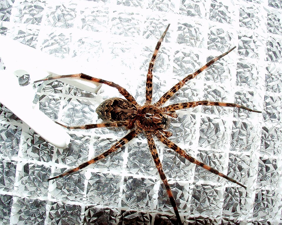 Photo of Dark fishing spider