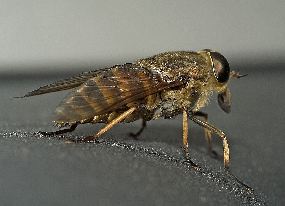 Photo of Dark giant horsefly