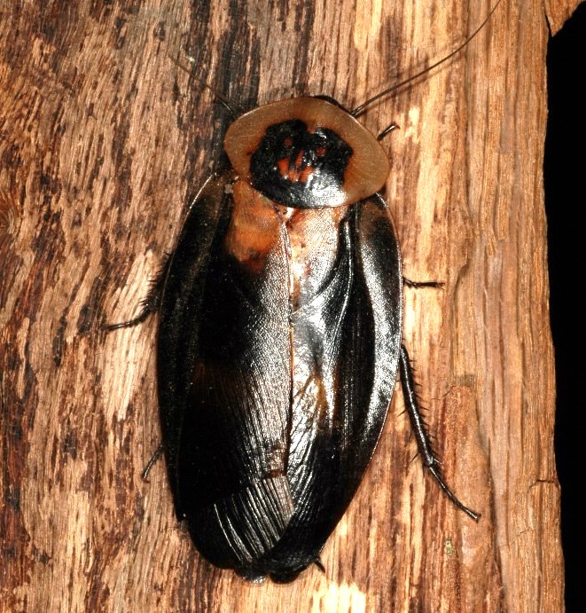 Photo of Death's head cockroach