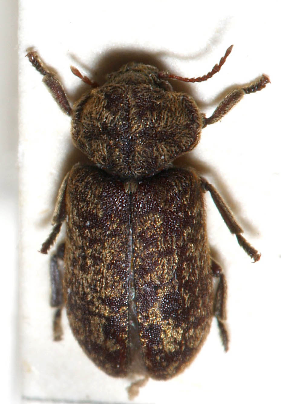 Photo of Deathwatch beetle
