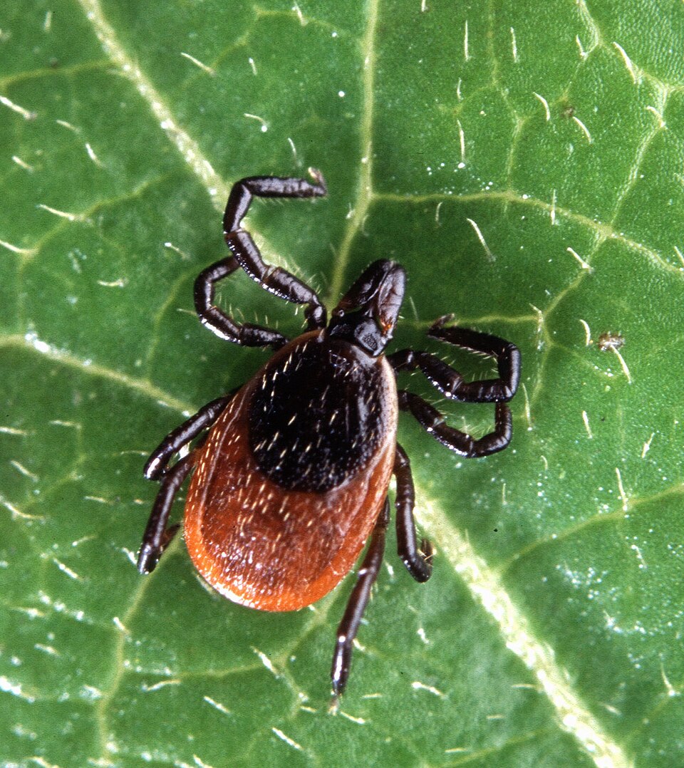 Photo of Deer tick