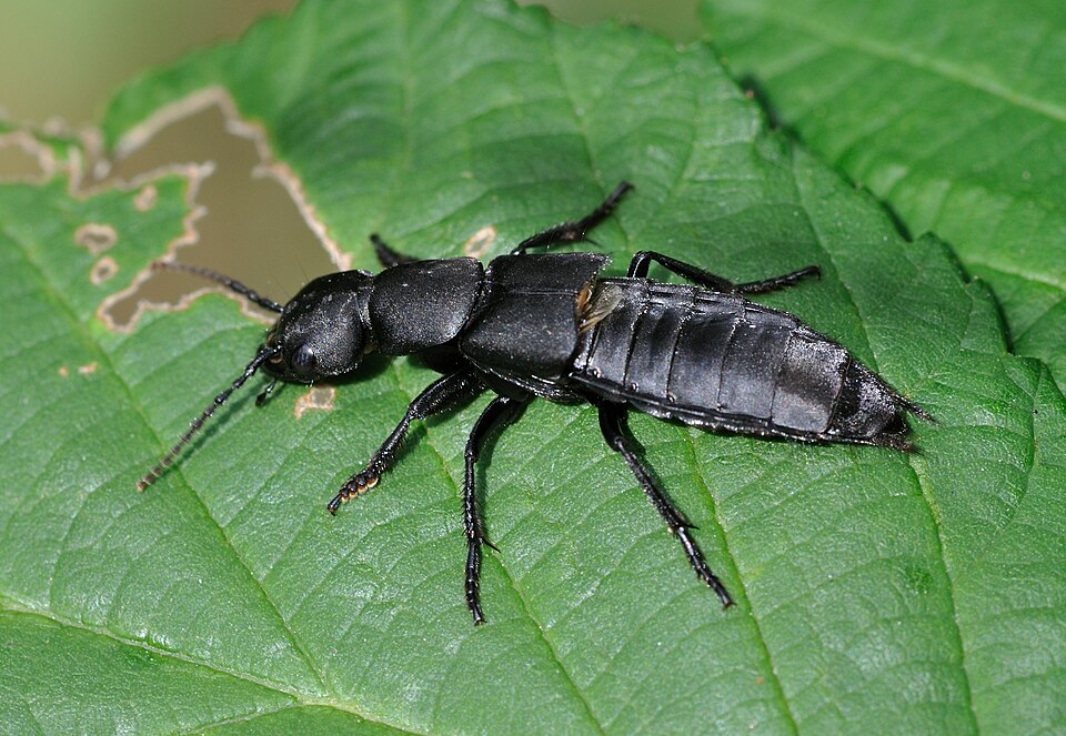 Photo of Devil's coach horse