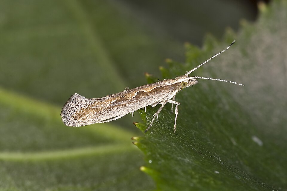 Photo of Kapsakoi