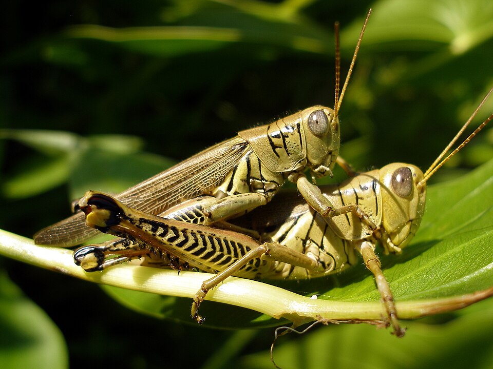 Photo of Differential grasshopper