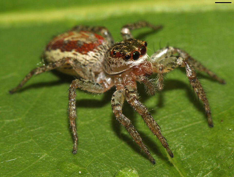 Photo of Dimorphic jumper