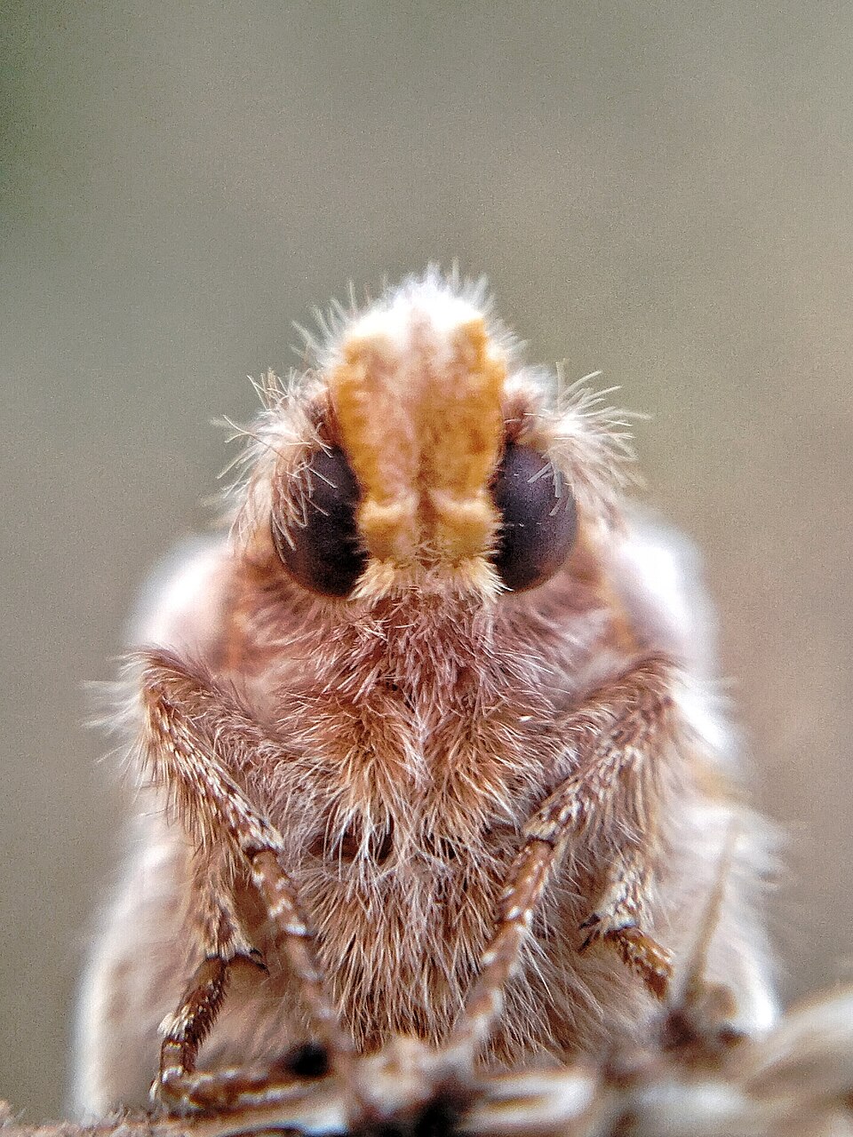 Photo of Drinker moth