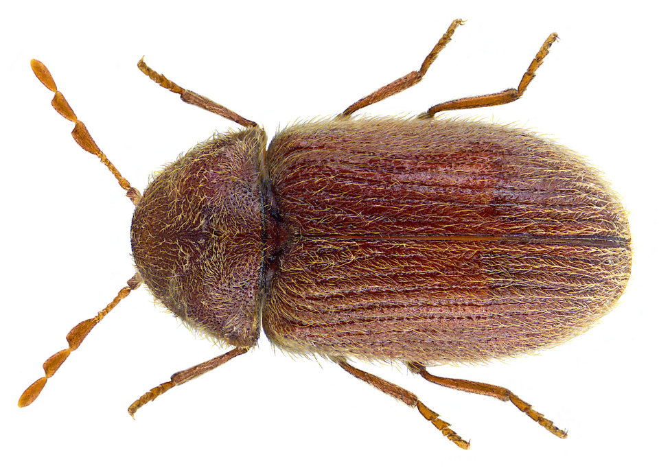 Photo of Drugstore beetle