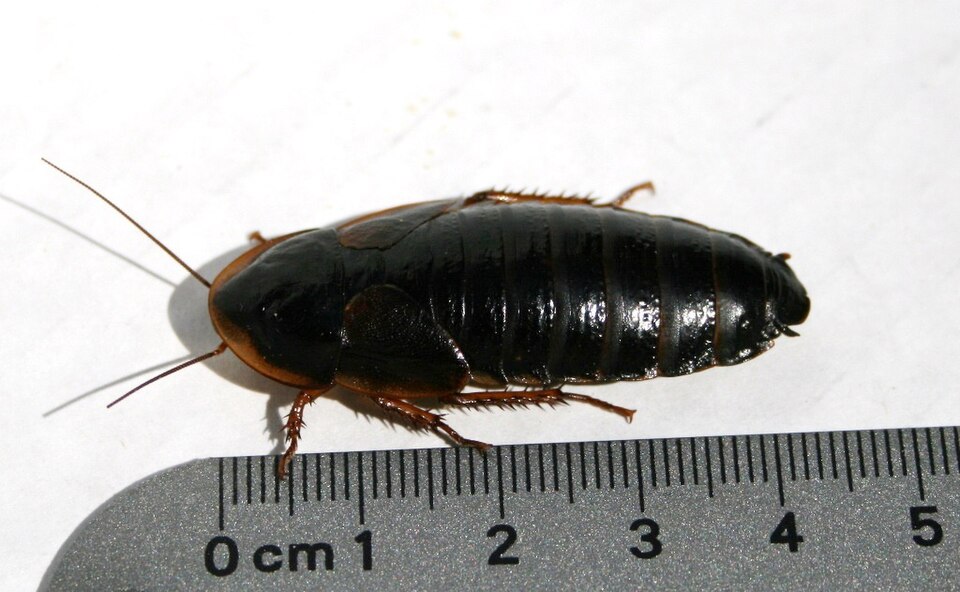 Photo of Dubia roach