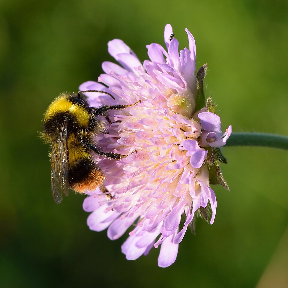 Photo of Early bumblebee