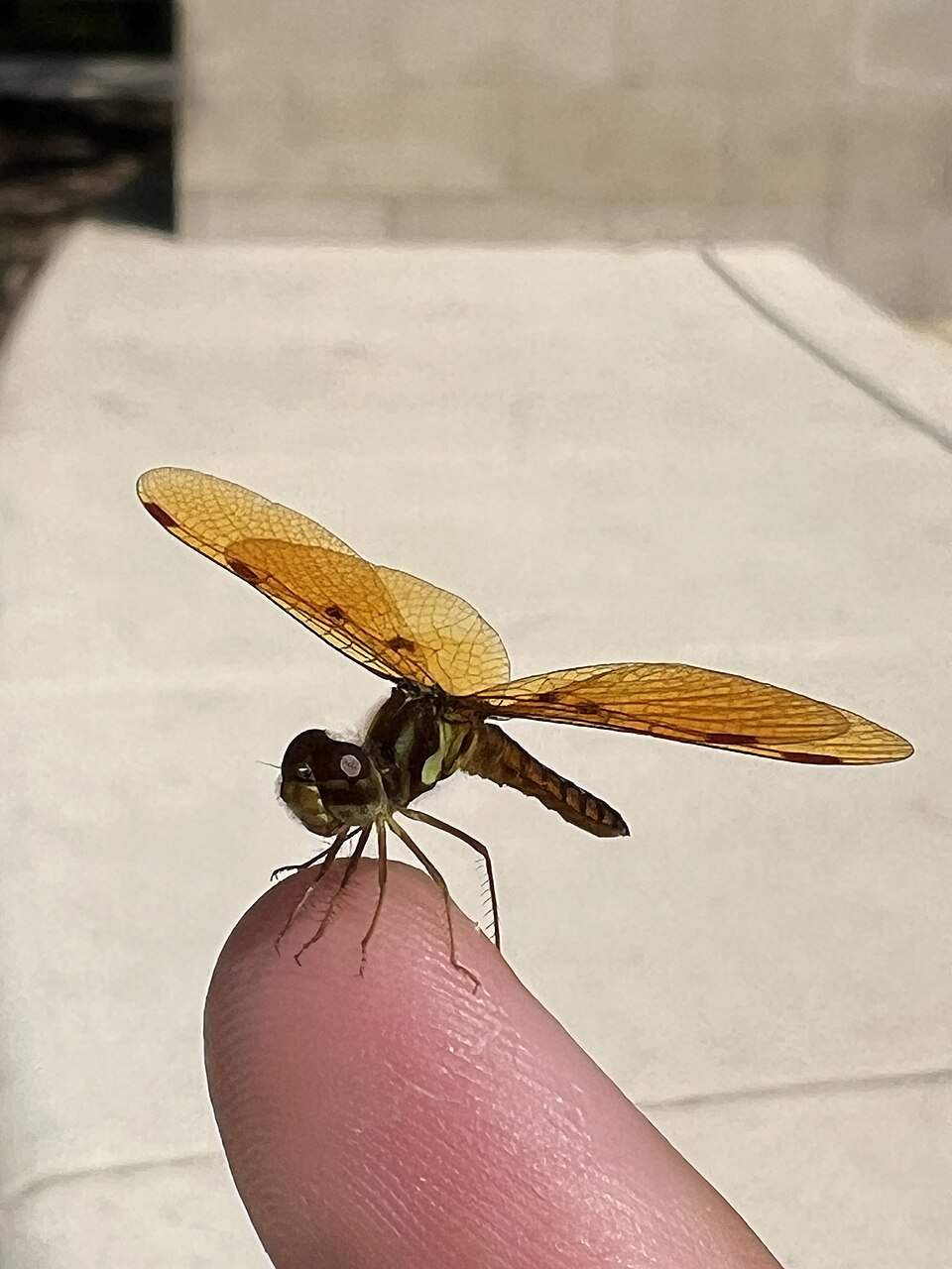Photo of Eastern amberwing