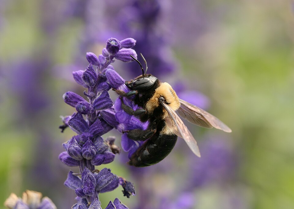 Photo of Eastern carpenter bee