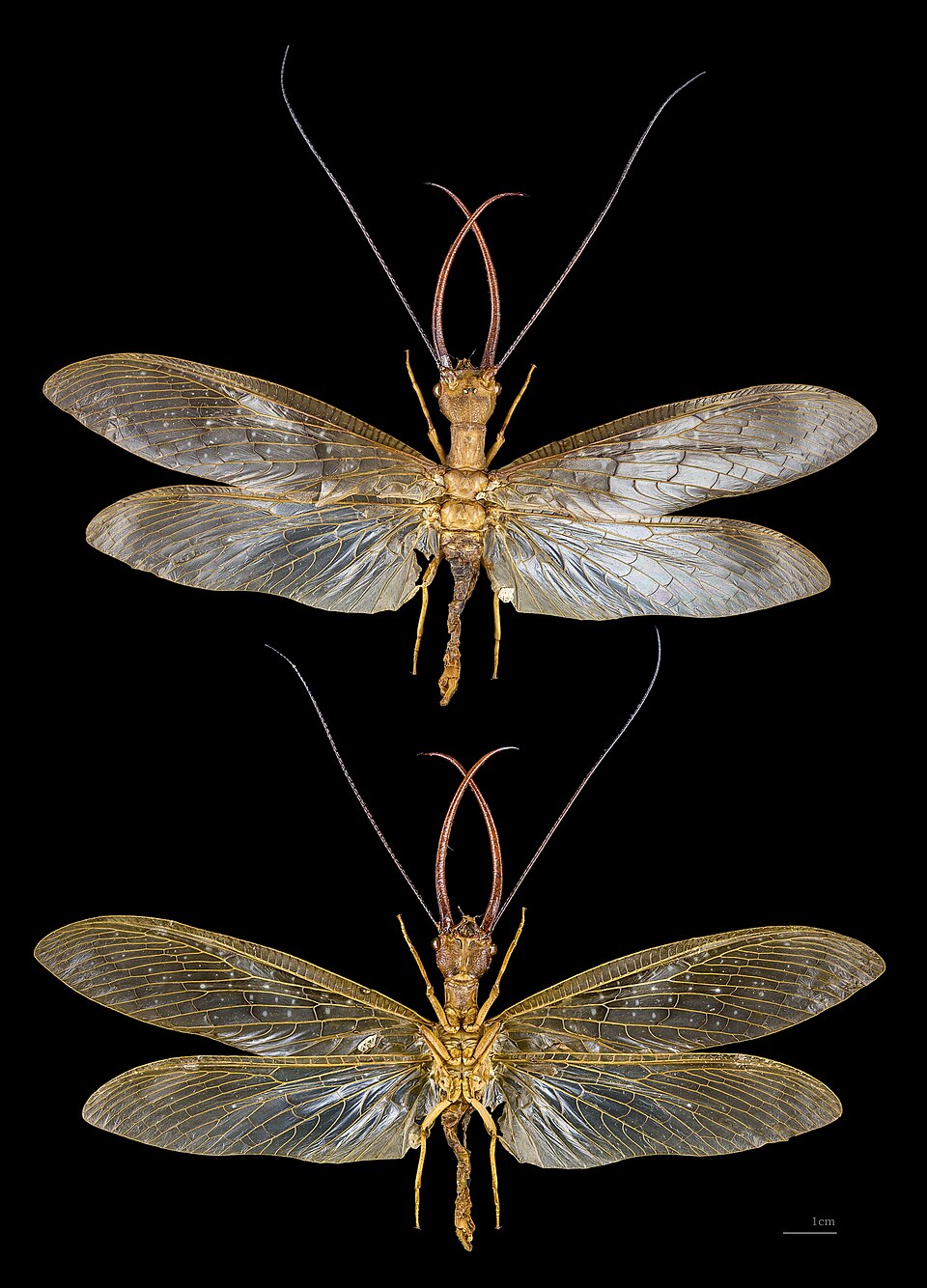 Photo of Eastern dobsonfly