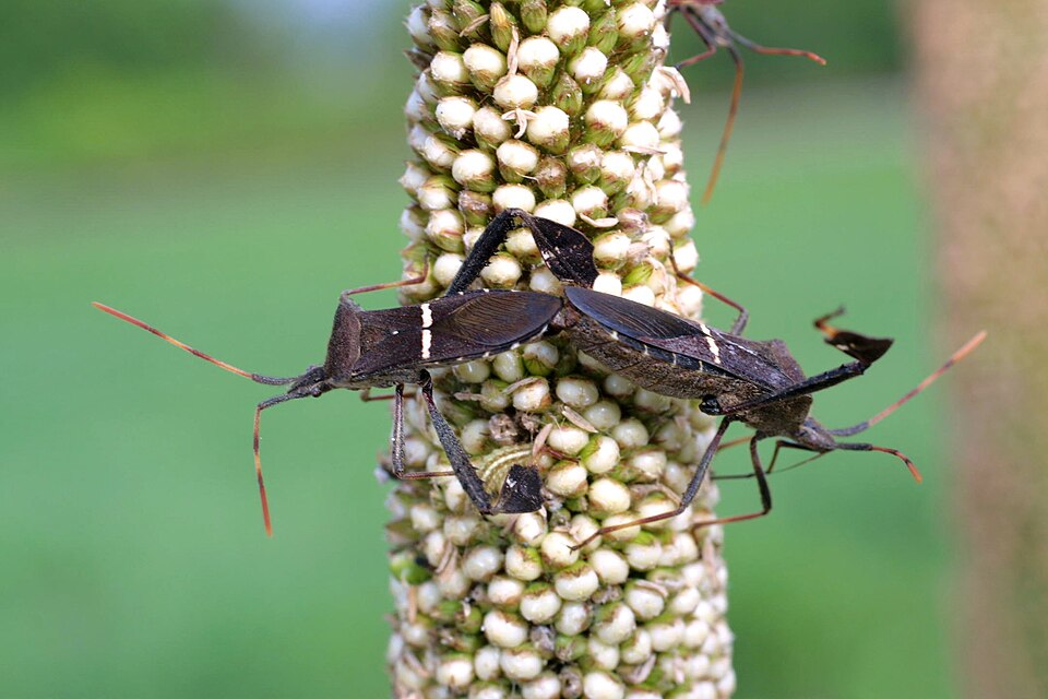 Photo of Eastern leaf-footed bug